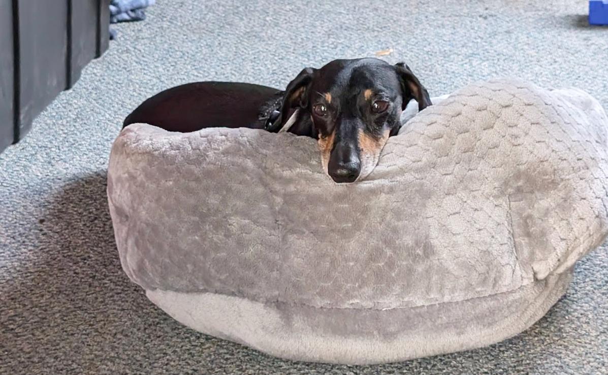 Rhino, the JET dachshund mascot